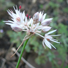 Allium saxatile