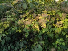 Clematis vitalba