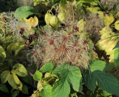 Clematis vitalba
