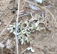 Xanthoparmelia camtschadalis