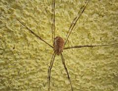 Opilio canestrinii