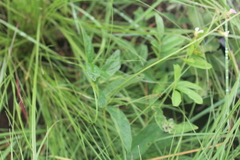 Ophrestia oblongifolia