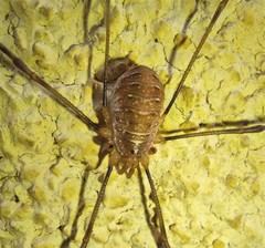 Opilio canestrinii