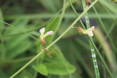 Ophrestia oblongifolia
