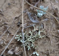 Xanthoparmelia camtschadalis