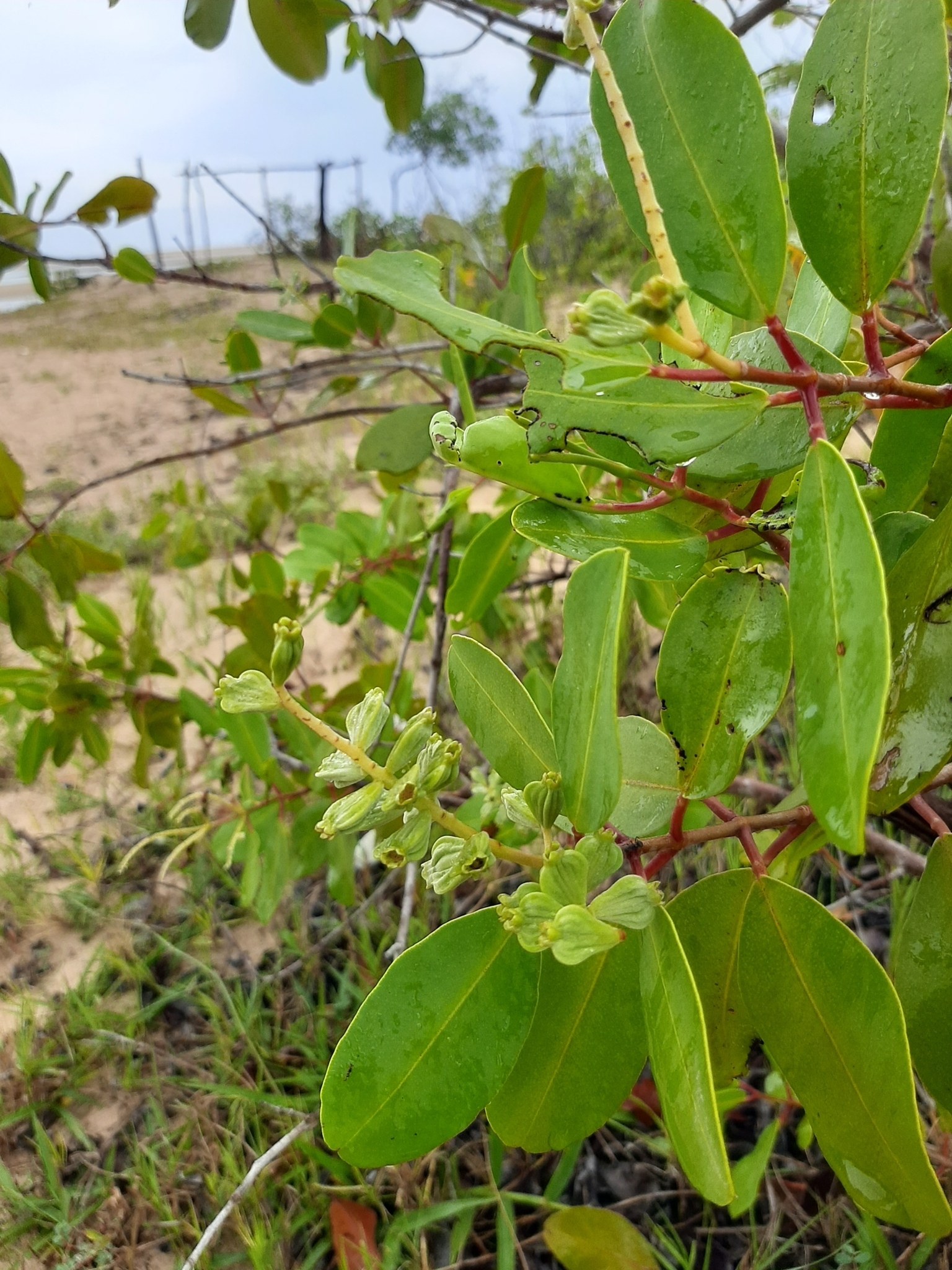 Laguncularia racemosa