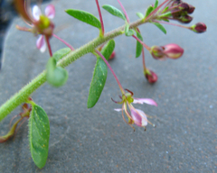 Cleome daghestanica