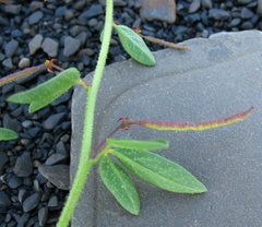 Cleome daghestanica