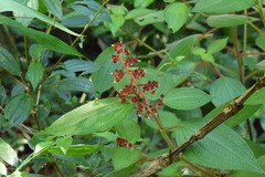 Miconia reversa