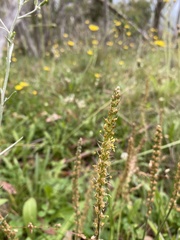 Plantago varia
