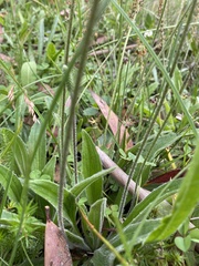 Plantago varia