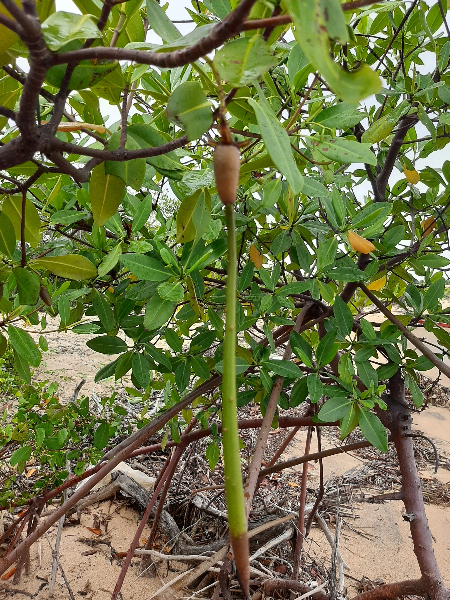 Rhizophora mangle