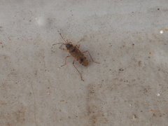 Elasmolomus squalidus