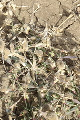 Sporobolus aculeatus