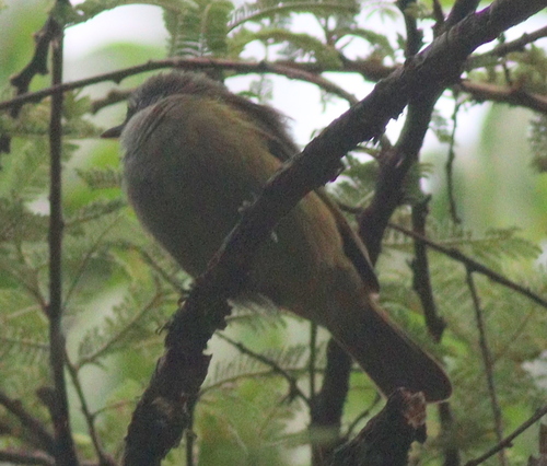 Shelley's Greenbul (Arizelocichla masukuensis), photo 10