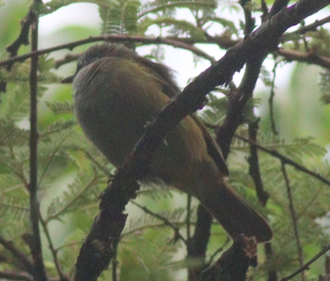Shelley's Greenbul (Arizelocichla masukuensis), photo 7