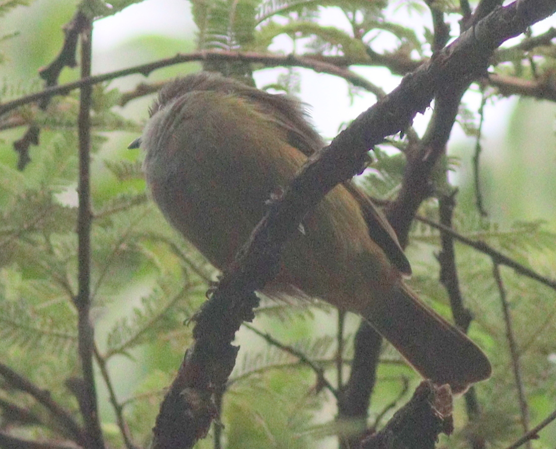 Shelley's Greenbul (Arizelocichla masukuensis), photo 8