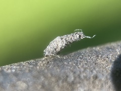 Luffia ferchaultella