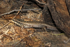 Trachylepis aureopunctata