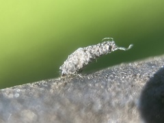 Luffia ferchaultella