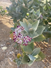 Calotropis procera