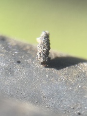 Luffia ferchaultella