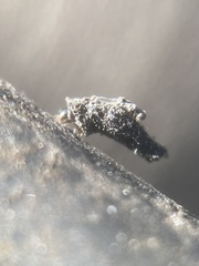 Luffia ferchaultella