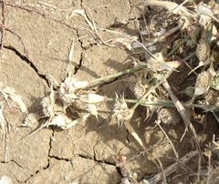 Sporobolus aculeatus