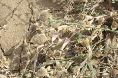 Sporobolus aculeatus