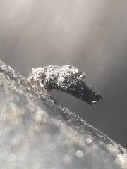 Luffia ferchaultella