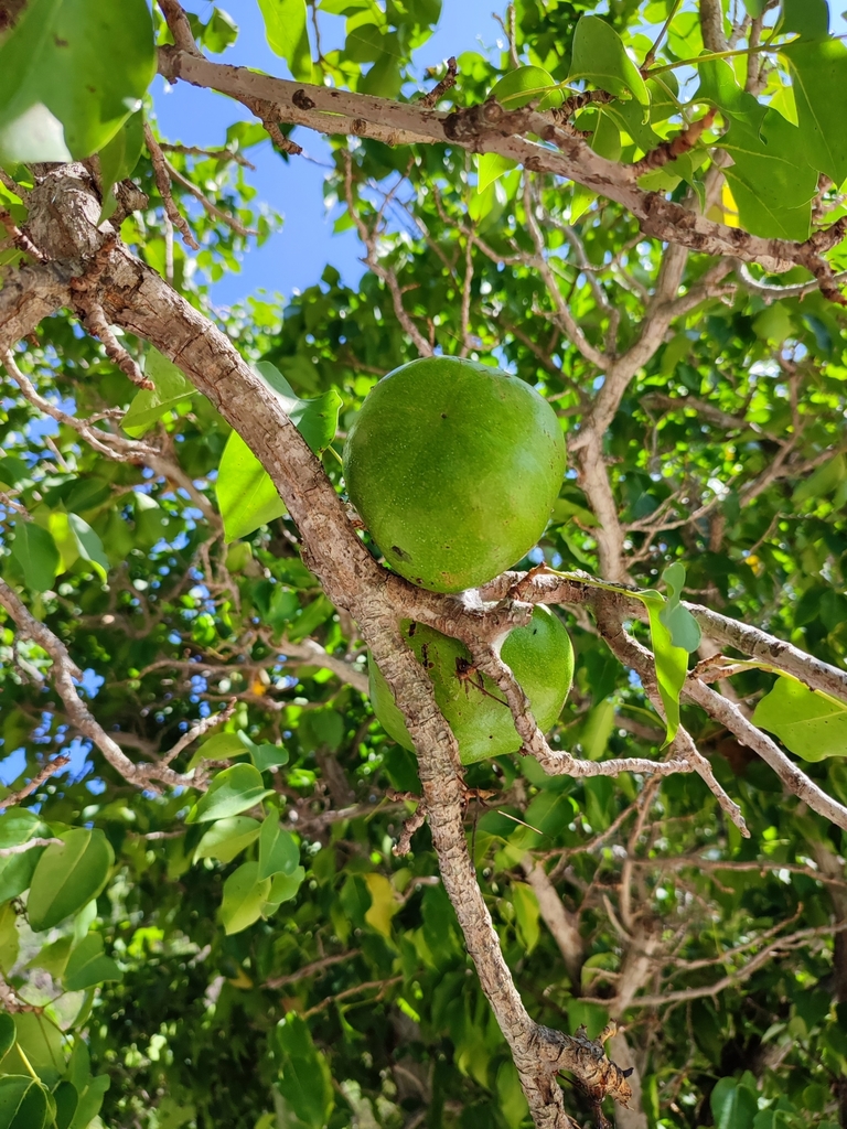 Xu răm – Xylocarpus rumphii