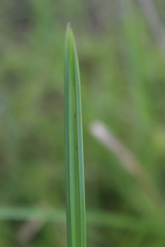 Scleria achtenii
