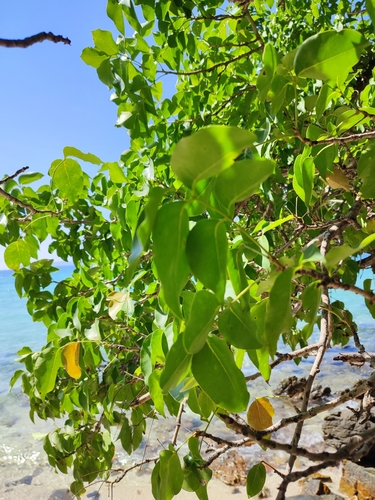 Image of Xylocarpus rumphii by (c) Иван Ковтун Ivan Kovtun, some rights reserved (CC BY)