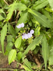 Aneilema dregeanum