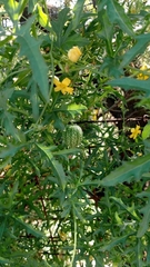 Cucurbitella asperata