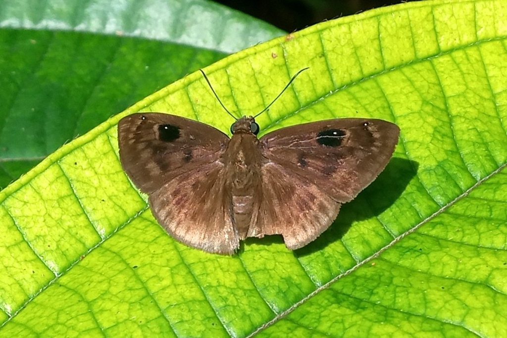 Morvina morvus