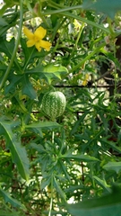 Cucurbitella asperata