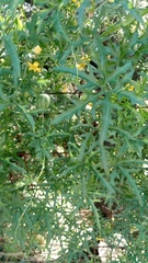 Cucurbitella asperata