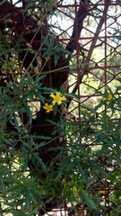 Cucurbitella asperata