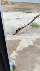 Camponotus nigriceps