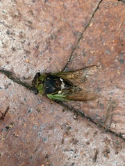 Neotibicen tibicen australis