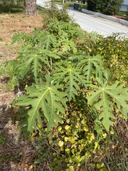 Carica papaya image