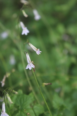 Lobelia pteropoda
