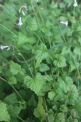 Lobelia pteropoda