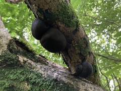 Daldinia concentrica