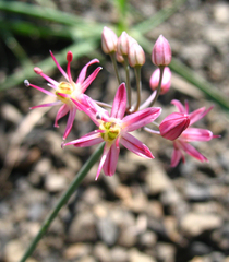 Allium samurense