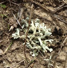 Xanthoparmelia camtschadalis