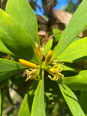 Persoonia elliptica
