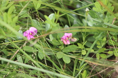 Sphenostylis angustifolia