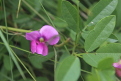 Sphenostylis angustifolia